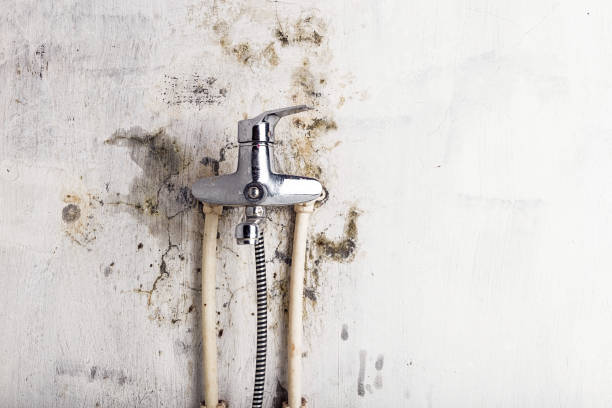 Best Commercial Mold Remediation in Strasburg, VA