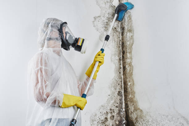 Best Residential Mold Remediation in Strasburg, VA