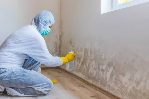 Best DIY Mold Remediation Support Services in Strasburg, VA