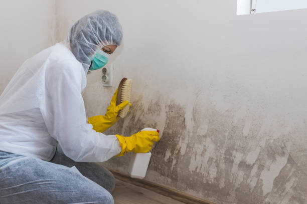 Best Post-Flood Mold Remediation in Strasburg, VA