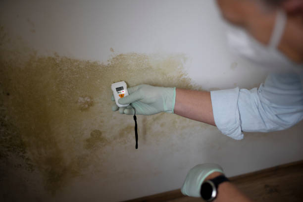 Best Insurance-Related Mold Remediation in Strasburg, VA