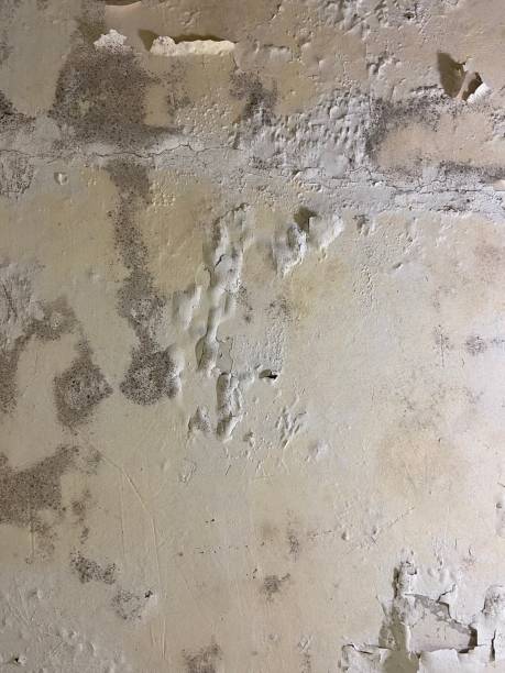 Best Bathroom Mold Remediation in Strasburg, VA